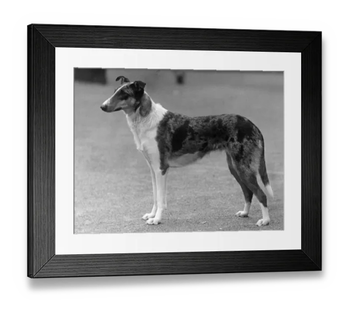 Framed Print : FALL / SMOOTH COLLIE / 1936 Framed Print : FALL / SMOOTH COLLIE / 1936