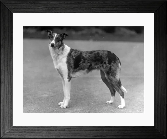 Framed Print : FALL / SMOOTH COLLIE / 1936 Framed Print : FALL / SMOOTH COLLIE / 1936