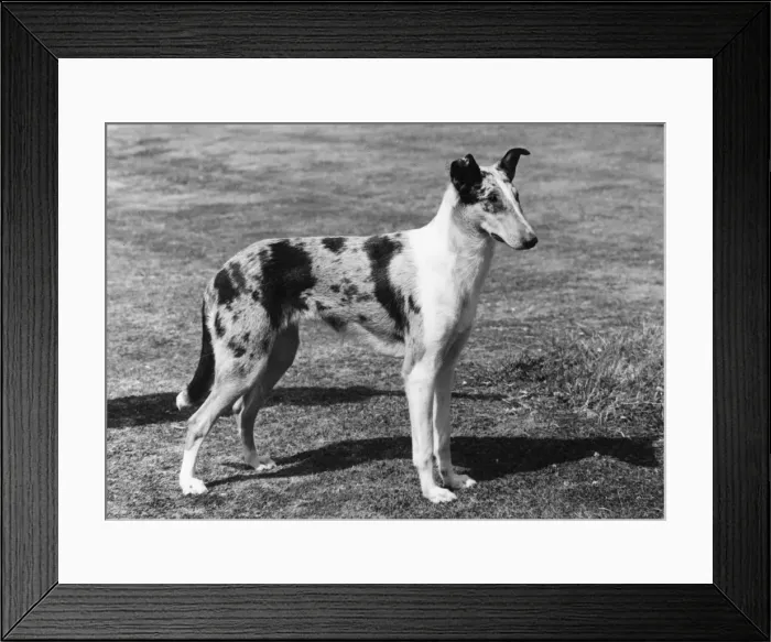 Framed Print : FALL / SMOOTH COLLIE / 1961 Framed Print : FALL / SMOOTH COLLIE / 1961