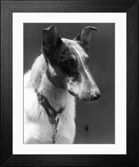 Framed Print : FALL  /  SMOOTH COLLIE  /  1934