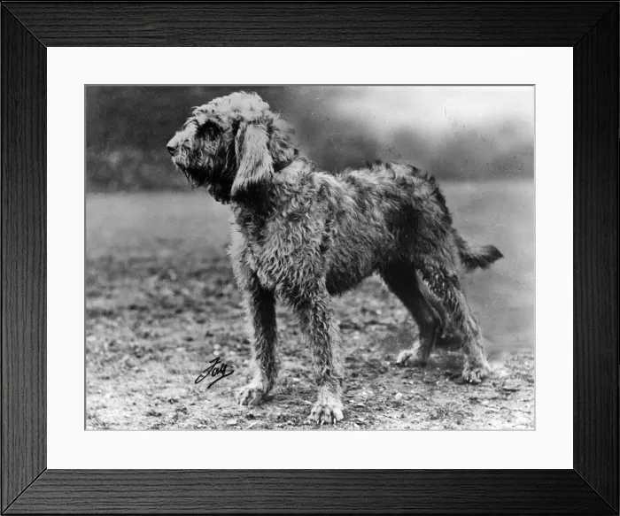 Framed Print : Fall - Otter Hound - 1934 Framed Print : Fall - Otter Hound - 1934
