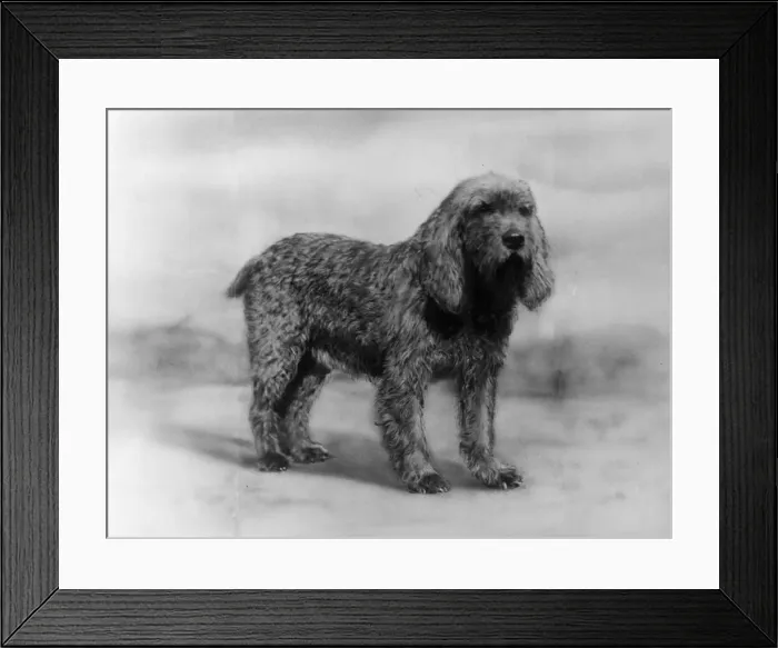 Framed Print : Fall - Otter Hound - 1934 Framed Print : Fall - Otter Hound - 1934