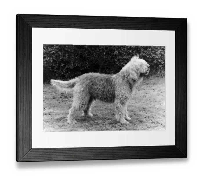 Framed Print : FALL / OTTER HOUND / 1983 Framed Print : FALL / OTTER HOUND / 1983