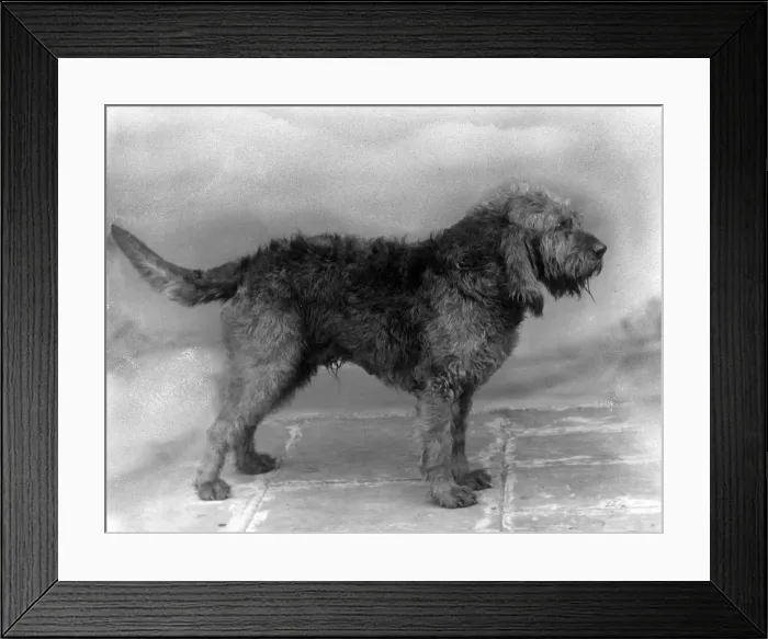 Framed Print : FALL / OTTER HOUND / 1936 Framed Print : FALL / OTTER HOUND / 1936