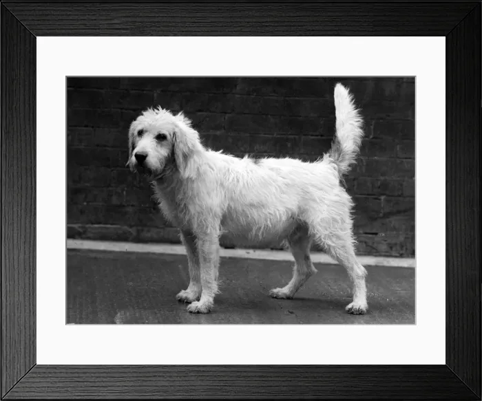 Framed Print : FALL / WELSH HOUND / 1958 Framed Print : FALL / WELSH HOUND / 1958