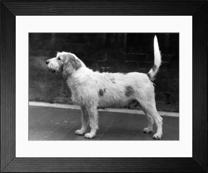 Framed Print : FALL / WELSH HOUND / 1958 Framed Print : FALL / WELSH HOUND / 1958