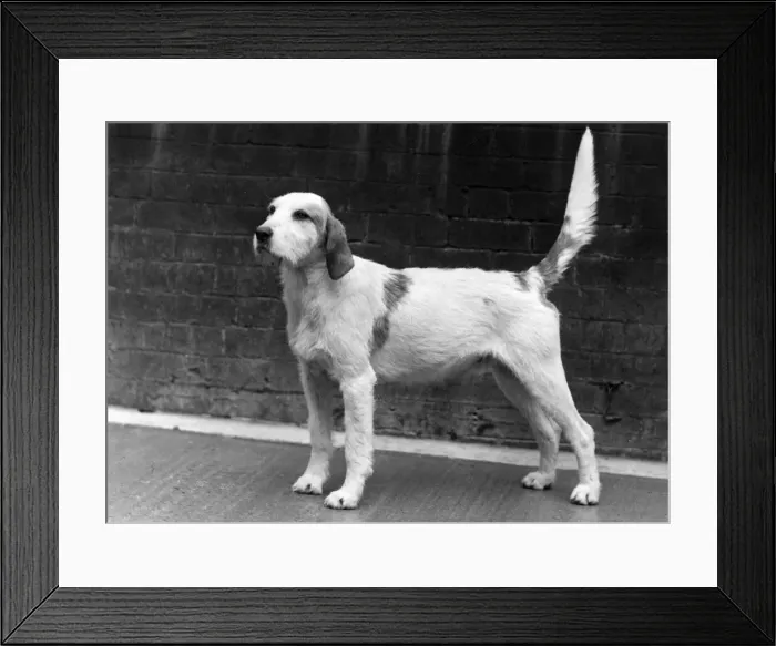 Framed Print : FALL / WELSH HOUND / 1958 Framed Print : FALL / WELSH HOUND / 1958