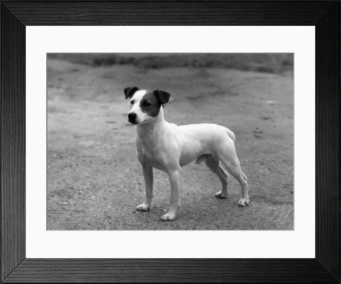 Framed Print : FALL / HUNT TERRIER / 1962 Framed Print : FALL / HUNT TERRIER / 1962