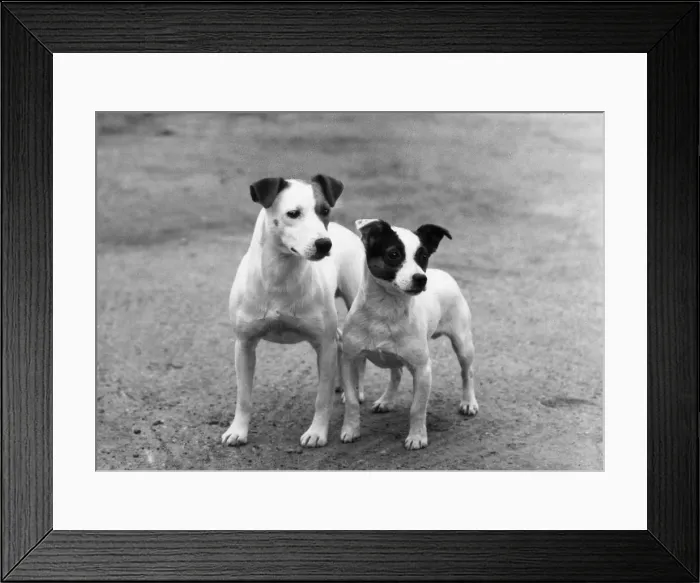 Framed Print : FALL / HUNT TERRIER / 1962 Framed Print : FALL / HUNT TERRIER / 1962