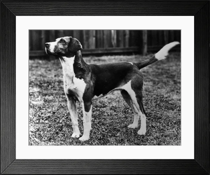 Framed Print : FALL / HARRIER / 1934 Framed Print : FALL / HARRIER / 1934
