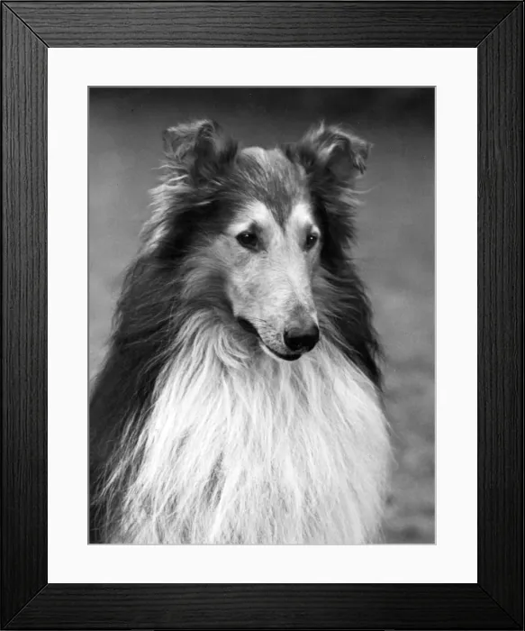 Framed Print : FALL / ROUGH COLLIE / 1951 Framed Print : FALL / ROUGH COLLIE / 1951