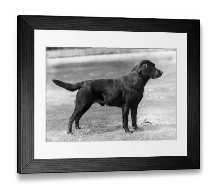 Framed Print : FALL / LABRADOR / 1945 Framed Print : FALL / LABRADOR / 1945