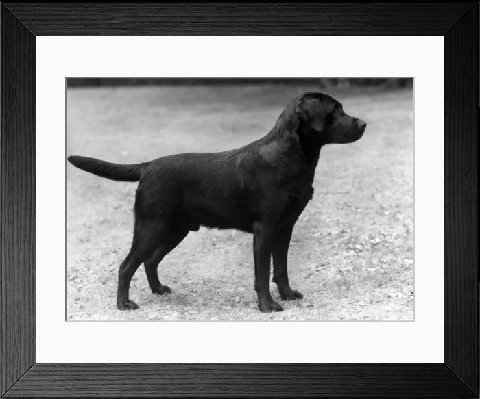 Framed Print : FALL / LABRADOR / 1959 Framed Print : FALL / LABRADOR / 1959