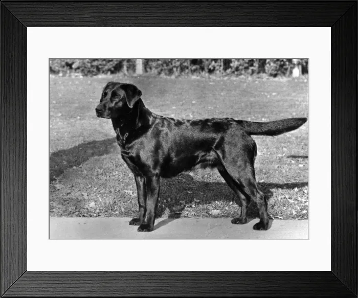Framed Print : FALL  /  LABRADOR  /  1966
