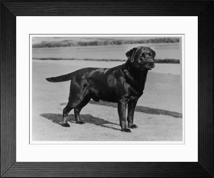 Framed Print : FALL / LABRADOR / 1972 Framed Print : FALL / LABRADOR / 1972