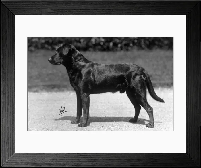 Framed Print : FALL / LABRADOR / 1926 Framed Print : FALL / LABRADOR / 1926