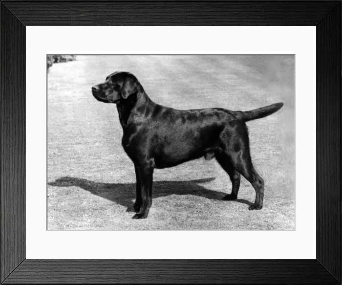 Framed Print : FALL / LABRADOR / 1983 Framed Print : FALL / LABRADOR / 1983