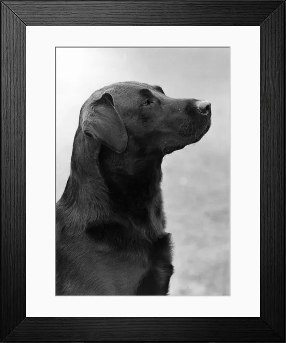Framed Print : FALL / LABRADOR / 1950 Framed Print : FALL / LABRADOR / 1950
