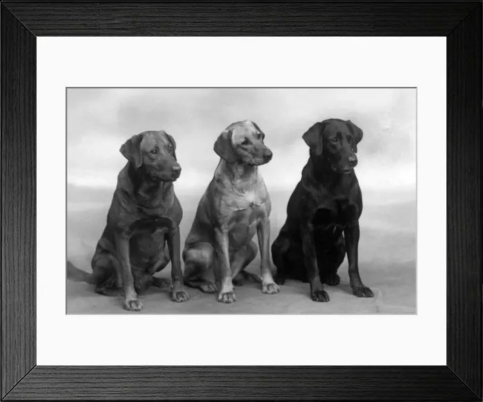 Framed Print : FALL / LABRADOR / 1937 Framed Print : FALL / LABRADOR / 1937