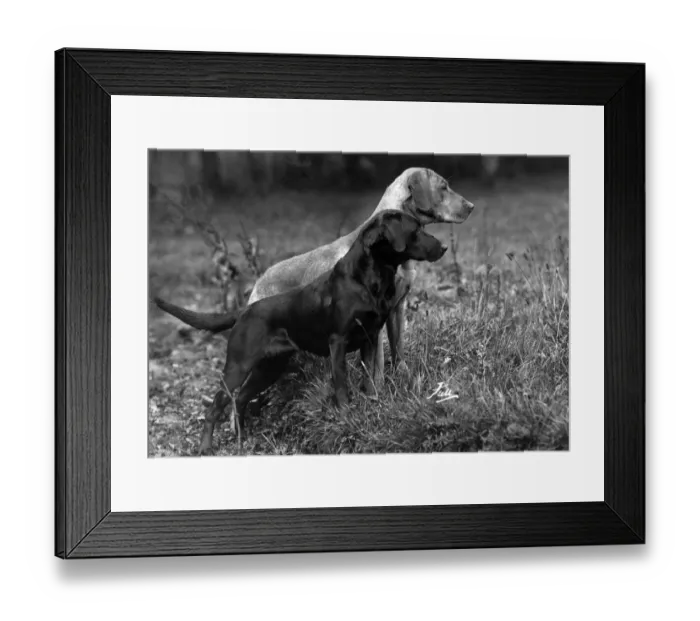 Framed Print : FALL / LABRADOR / 1940 Framed Print : FALL / LABRADOR / 1940