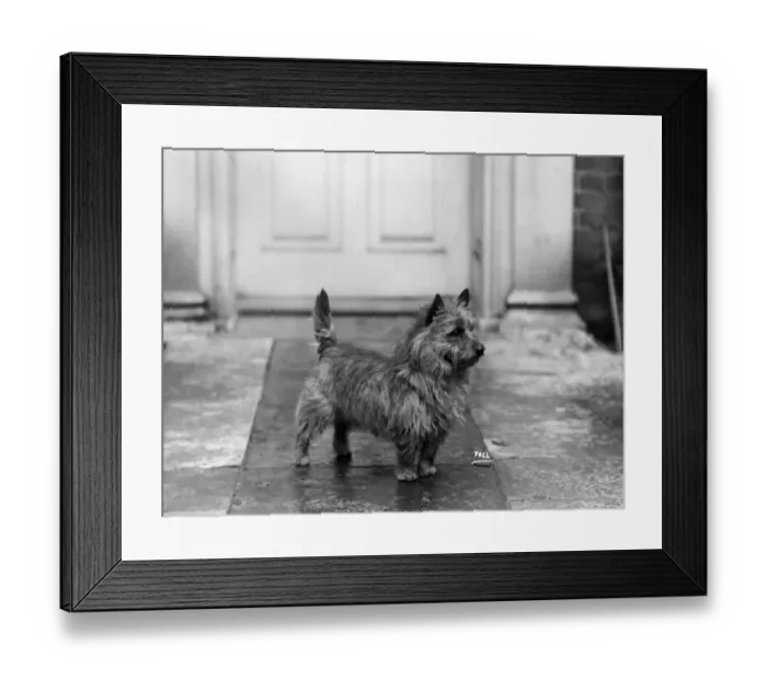 Framed Print : FALL / CAIRN TERRIER / 1934 Framed Print : FALL / CAIRN TERRIER / 1934