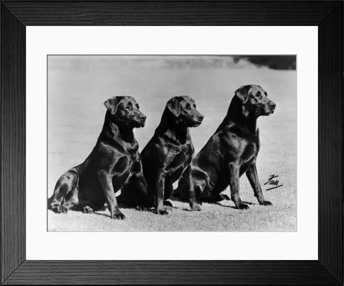 Framed Print : FALL / LABRADOR / 1952 Framed Print : FALL / LABRADOR / 1952