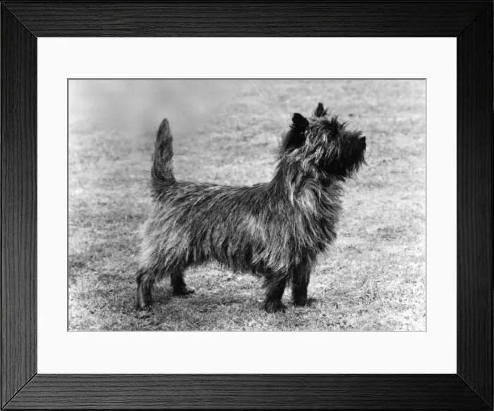 Framed Print : FALL / CAIRN TERRIER / 1978 Framed Print : FALL / CAIRN TERRIER / 1978