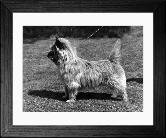Framed Print : FALL / CAIRN TERRIER / 1966 Framed Print : FALL / CAIRN TERRIER / 1966
