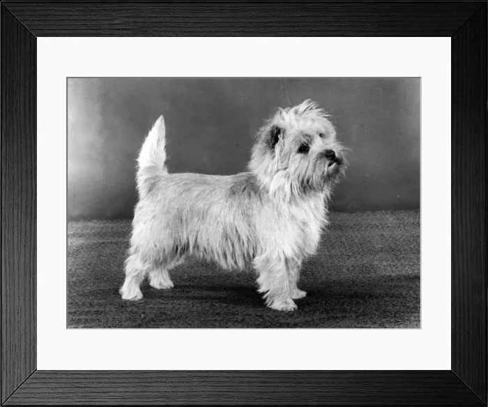 Framed Print : FALL / CAIRN TERRIER / 1983 Framed Print : FALL / CAIRN TERRIER / 1983