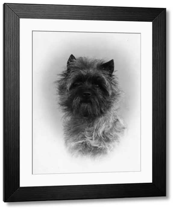 Framed Print : FALL / CAIRN TERRIER / 1953 Framed Print : FALL / CAIRN TERRIER / 1953