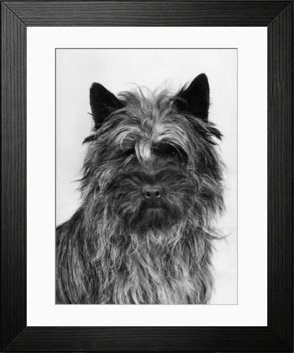 Framed Print : FALL / CAIRN TERRIER / 1979 Framed Print : FALL / CAIRN TERRIER / 1979