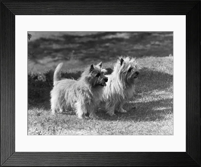 Framed Print : FALL / CAIRN TERRIER / 1954 Framed Print : FALL / CAIRN TERRIER / 1954