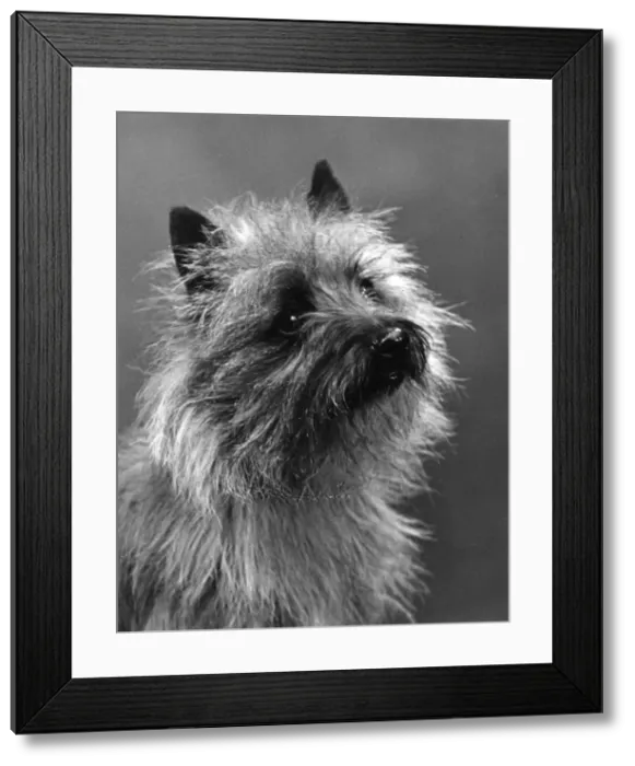 Framed Print : FALL / CAIRN TERRIER / 1937 Framed Print : FALL / CAIRN TERRIER / 1937