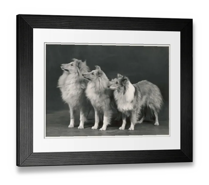Framed Print : FALL / SHETLANDSHEEPDOG / 53 Framed Print : FALL / SHETLANDSHEEPDOG / 53