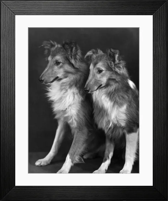 Framed Print : FALL / SHETLANDSHEEPDOG / 55 Framed Print : FALL / SHETLANDSHEEPDOG / 55
