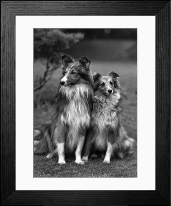 Framed Print : FALL / SHETLANDSHEEPDOG / 51 Framed Print : FALL / SHETLANDSHEEPDOG / 51