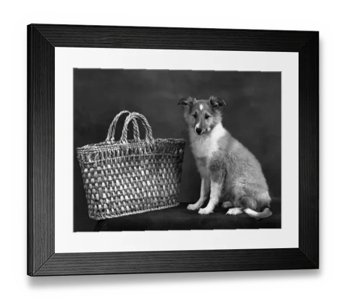 Framed Print : FALL  /  SHETLANDSHEEPDOG  /  53