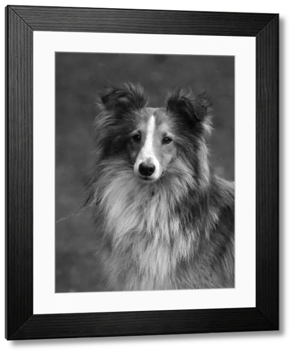 Framed Print : FALL / SHETLANDSHEEPDOG / 38 Framed Print : FALL / SHETLANDSHEEPDOG / 38