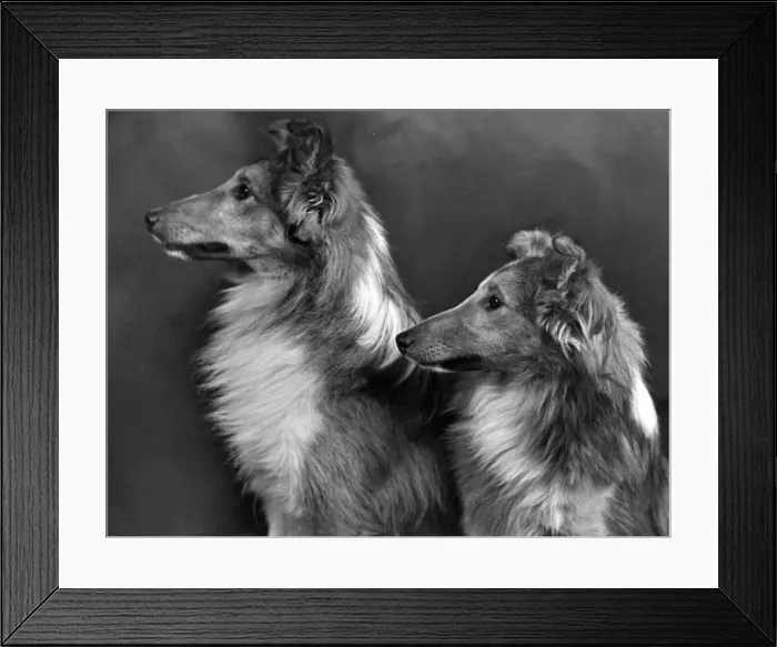 Framed Print : FALL  /  SHETLANDSHEEPDOG  /  55