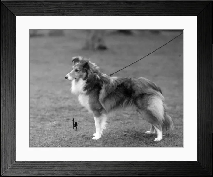 Framed Print : FALL / SHETLANDSHEEPDOG / 30 Framed Print : FALL / SHETLANDSHEEPDOG / 30