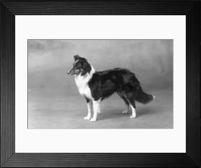Framed Print : FALL / SHETLANDSHEEPDOG / 29 Framed Print : FALL / SHETLANDSHEEPDOG / 29