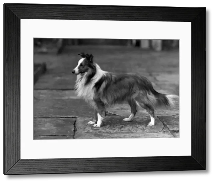 Framed Print : FALL / SHETLANDSHEEPDOG / 46 Framed Print : FALL / SHETLANDSHEEPDOG / 46