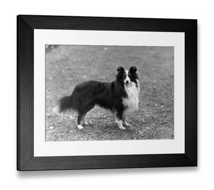 Framed Print : FALL / SHETLANDSHEEPDOG / 50 Framed Print : FALL / SHETLANDSHEEPDOG / 50