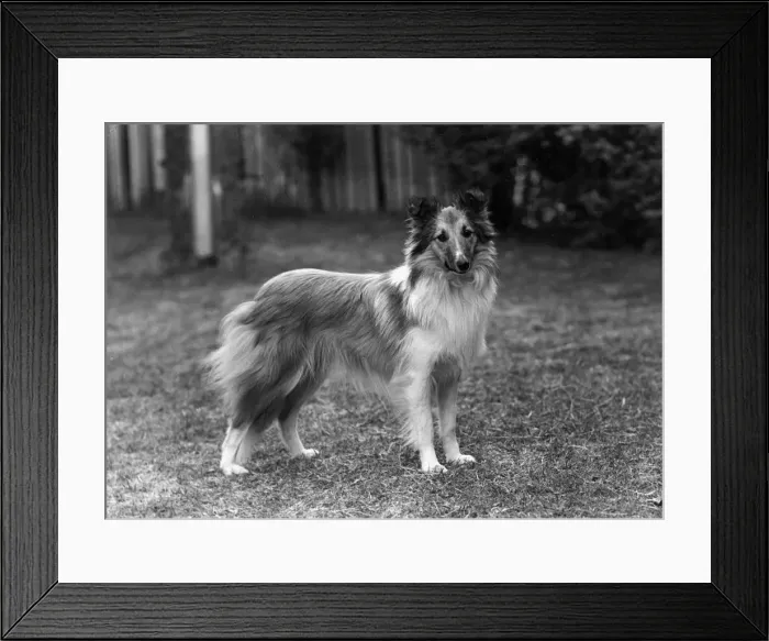 Framed Print : FALL / SHETLANDSHEEPDOG / 52 Framed Print : FALL / SHETLANDSHEEPDOG / 52