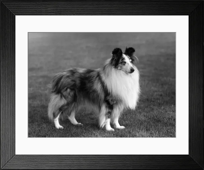 Framed Print : FALL / SHETLANDSHEEPDOG / 62 Framed Print : FALL / SHETLANDSHEEPDOG / 62