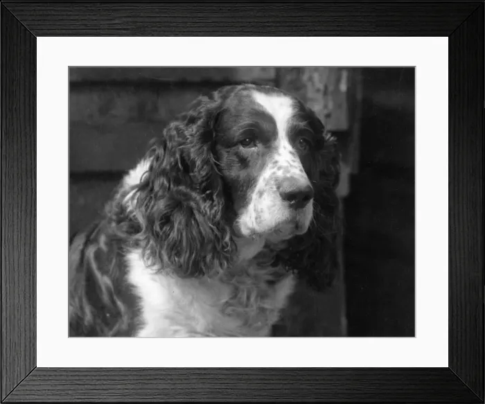 Framed Print : FALL / ENGLISH SPRINGER / 30 Framed Print : FALL / ENGLISH SPRINGER / 30