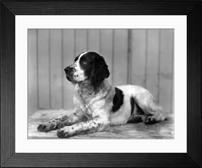 Framed Print : FALL / ENGLISH SPRINGER / 24 Framed Print : FALL / ENGLISH SPRINGER / 24