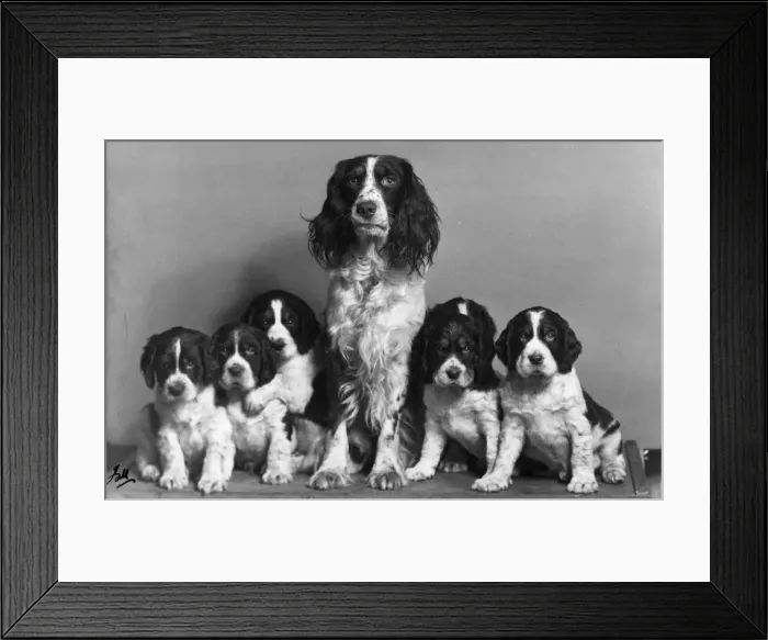 Framed Print : FALL / ENGLISH SPRINGER / 56 Framed Print : FALL / ENGLISH SPRINGER / 56