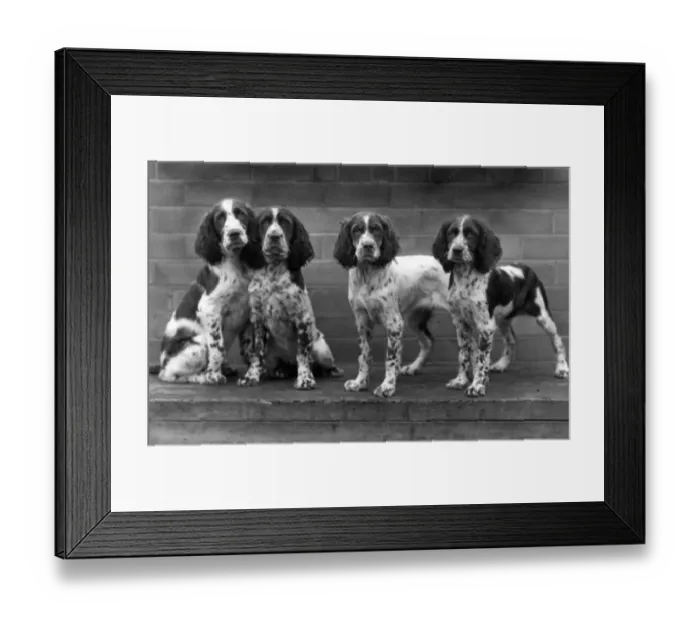 Framed Print : FALL / ENGLISH SPRINGER / 44 Framed Print : FALL / ENGLISH SPRINGER / 44