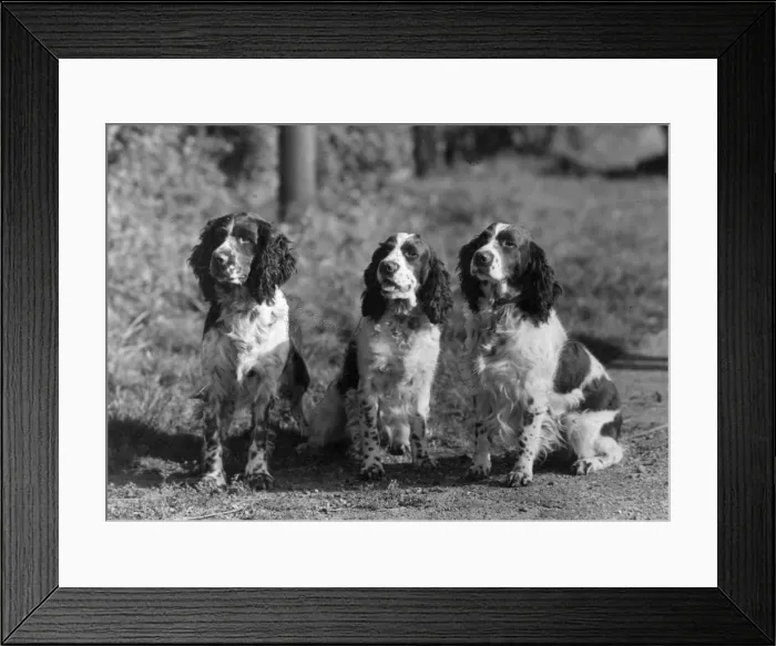 Framed Print : FALL / ENGLISH SPRINGER / 43 Framed Print : FALL / ENGLISH SPRINGER / 43